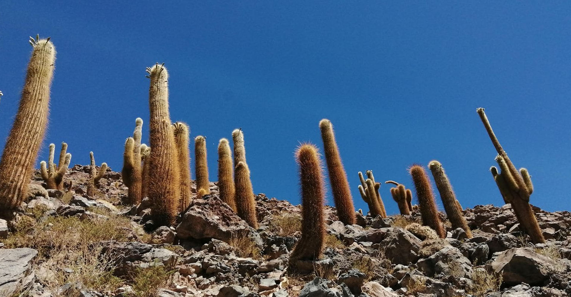 Trekking Valle de los Cactus